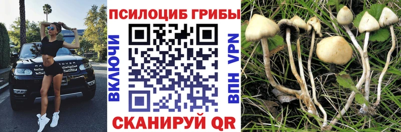 Псилоцибиновые грибы GOLDEN TEACHER  мега маркетплейс  Севастополь  купить закладку 